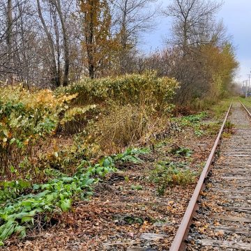 plantes envahissantes renouée du japon